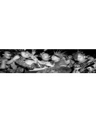 Punk, Post Punk, Hardcore